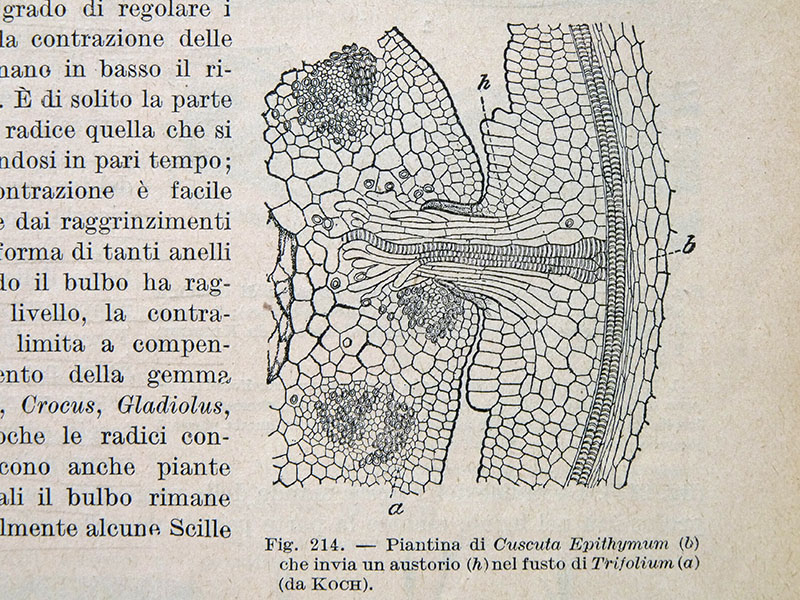 Cuscuta campestris / Cuscuta ungherese